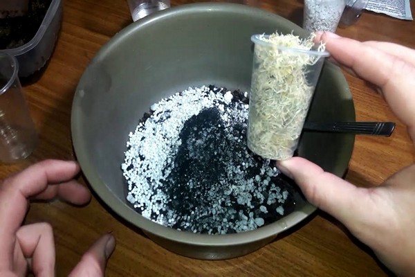 soil + composition for violets