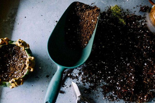 soil + for violets