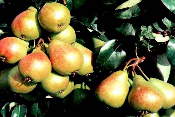 descrição da variedade pêra lada