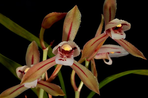 cymbidium care