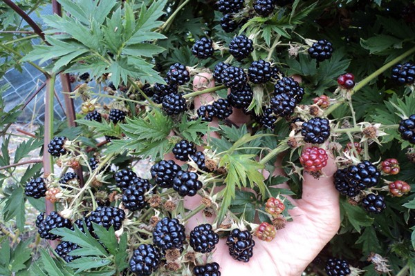 blackberry oregon thornless