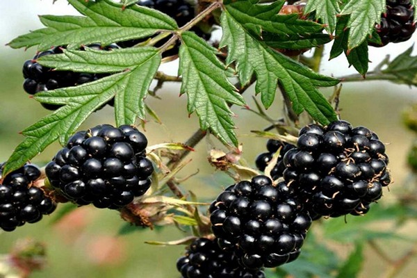 blackberry oregon thornless