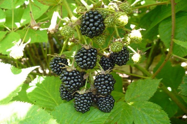 blackberry oregon thornless