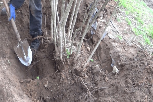 transplante de sorveira