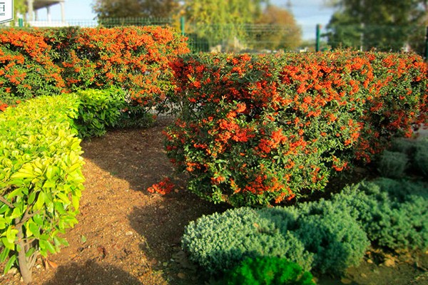 pyracantha + in landscape design