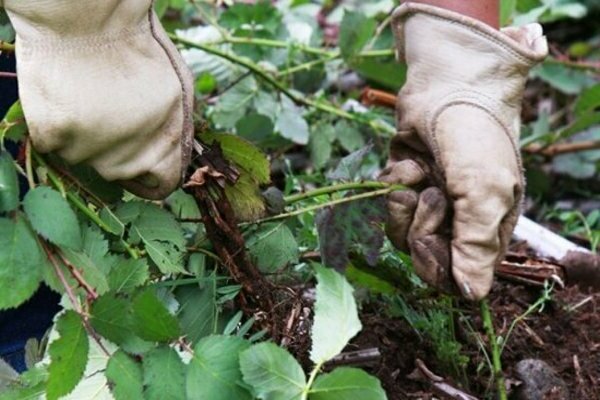 preparing blackberries for winter