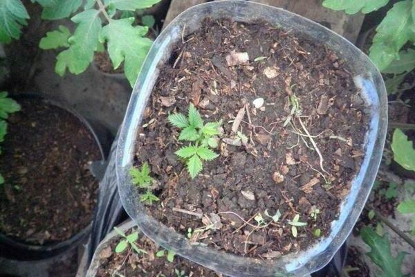 how to propagate blackberries