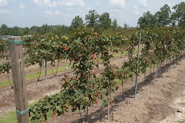 trellis for blackberries