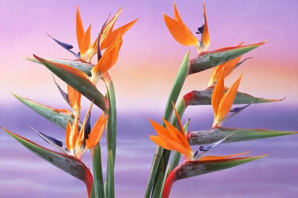strelitzia