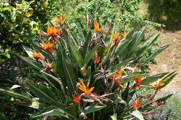 strelitzia