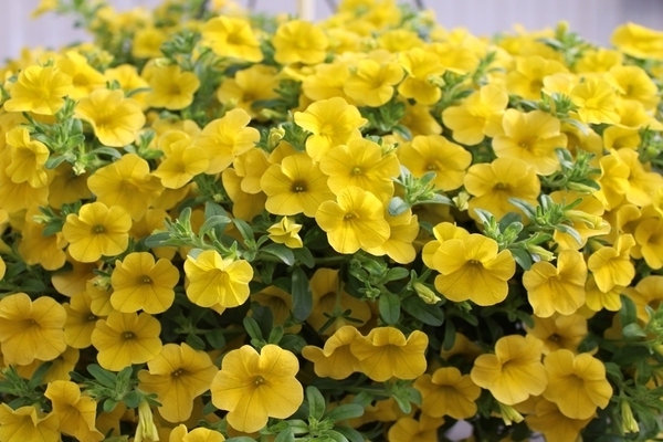 bacopa bitkisi