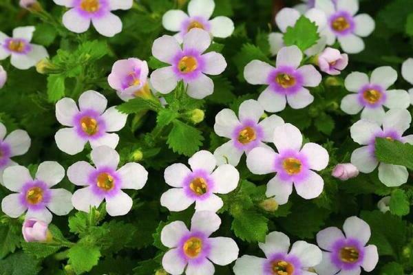bacopa bitkisi