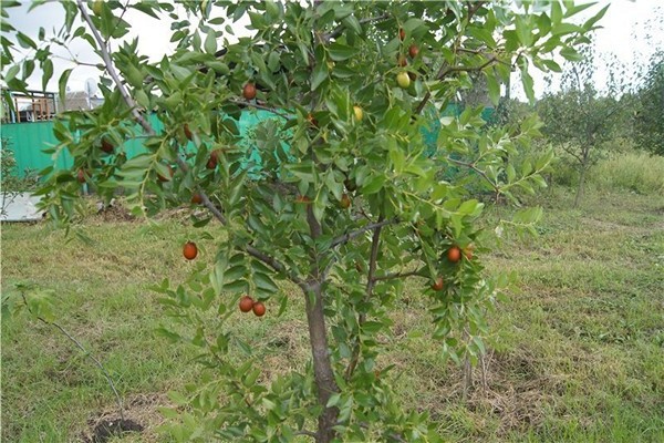 unabi chinese