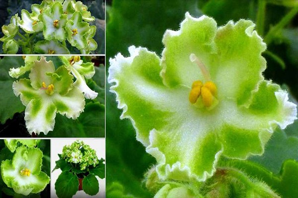 green violet photo