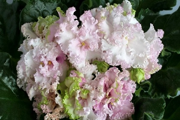 green varieties of violets
