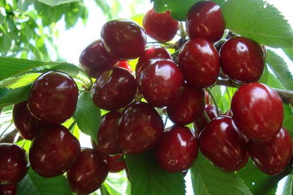 Cereja abril