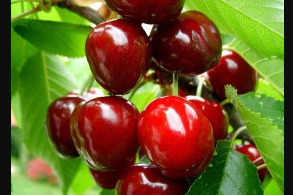 Sweet cherry Dolores description