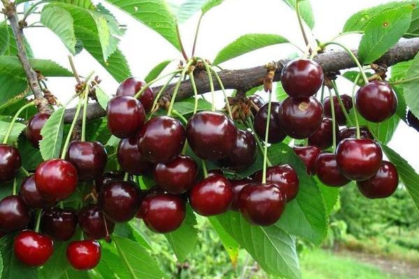 Cherry Donetsk coal