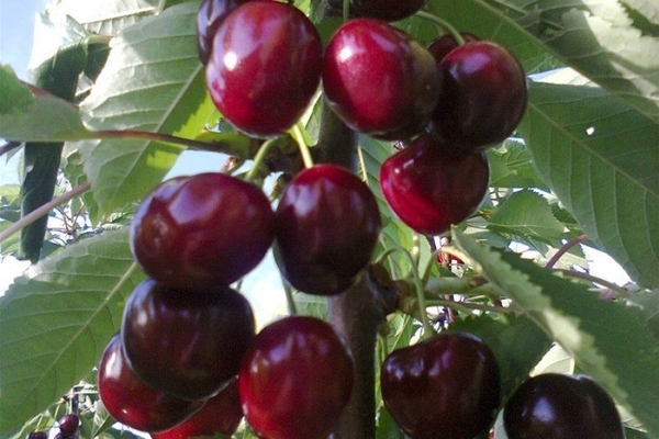 Cherry Donetsk coal