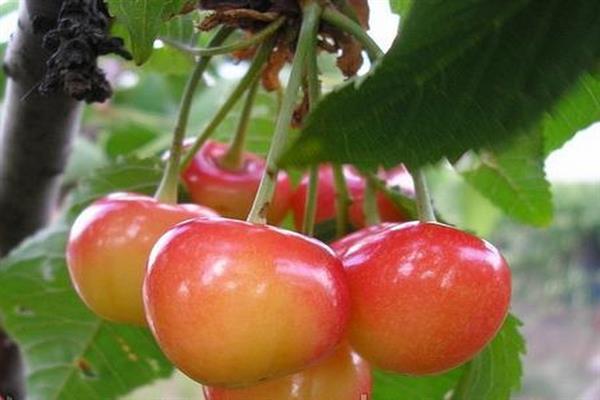 Foto de pombo cereja doce