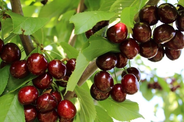 Raisin doux cerise