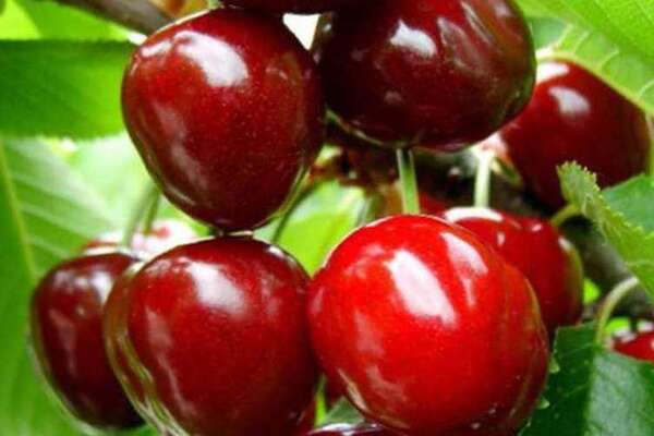 Raisin doux cerise