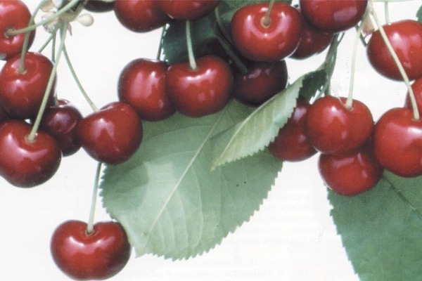 Raisin doux cerise