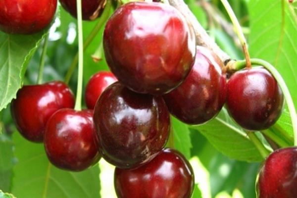 Foto de romance de cereja doce