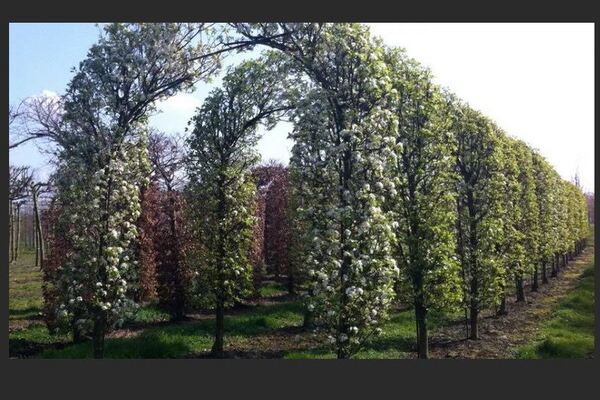 Decorative pear