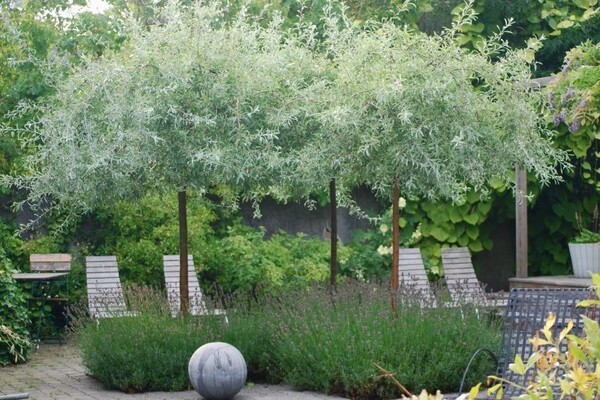 Decorative pear