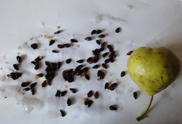 Decorative pear