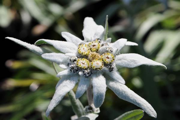 Edelweiss photo alpine