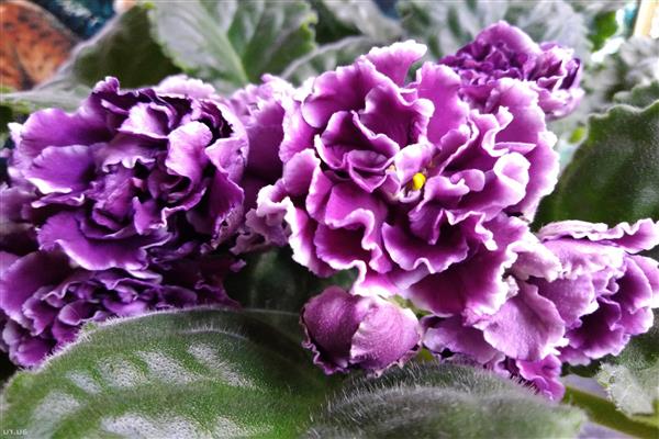 Photo de la duchesse violette