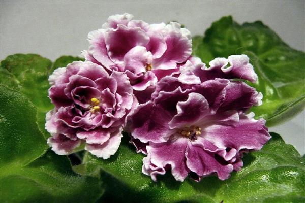 Photo de la duchesse violette