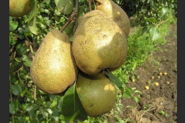 Pear Belarusian late