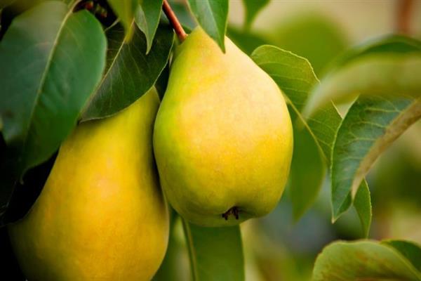 Poire Chernomyaska ravin photo