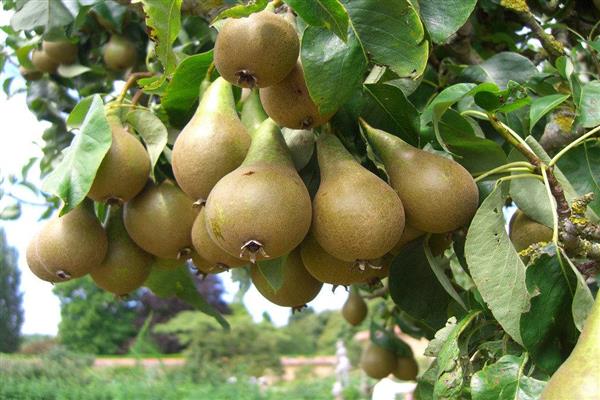 Poire Daghestan photo d'été