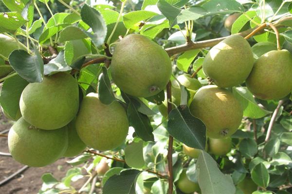 Pear Dekabrinka photo