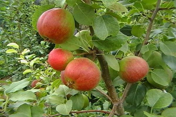 Pear Red-sided photo