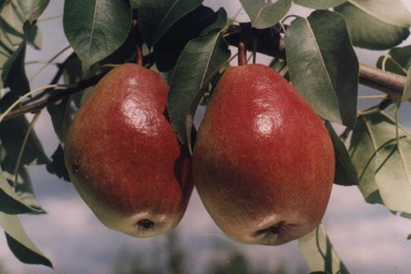 Nectar de poire photo