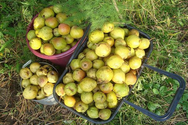 Pear Shuranovka # 3 photo