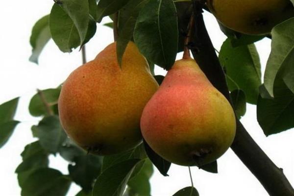 Pear Samara beauty photo
