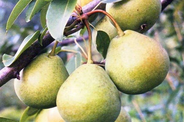 Pear Sibiryachka photo