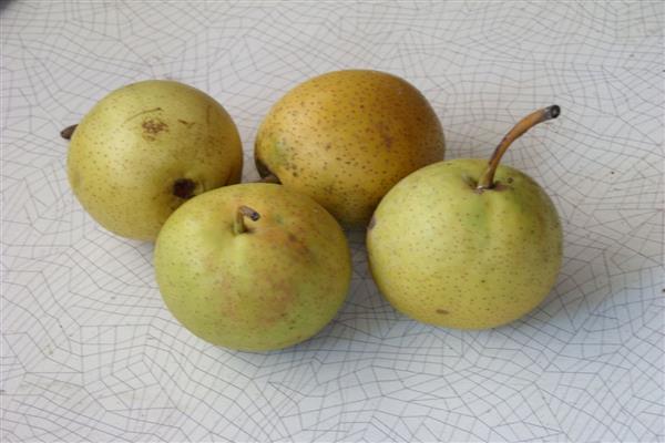 Poire Rapide photo