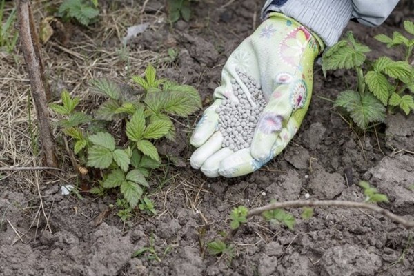 feeding blackberries in spring