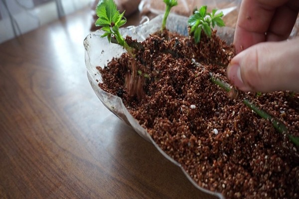 how to feed blackberries