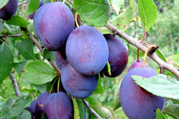 Plum Anna Shpet photo