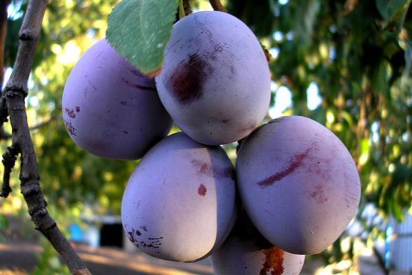 Plum Anna Shpet photo