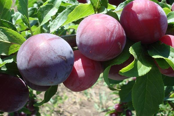 Prune Kantemirovka photo