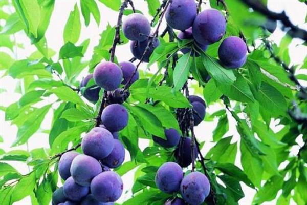 Plum Kuban legend photo